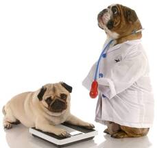 perro veterinario