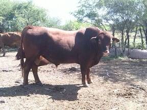 ultima foto tomada del toro brangus rojo 197, sep 2015