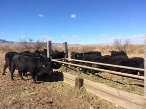 toretes brangus en desarrollo para su venta