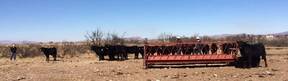toretes brangus en venta