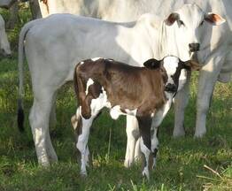 F1 NELORE HOLSTEIN