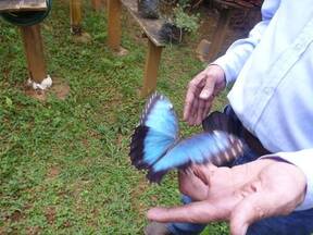 Zoocriadero de mariposas - Yotoco - Valle del Cauca - Colombia.