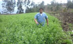 Alfalfa en Huancabamba