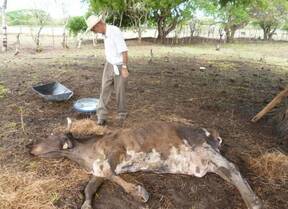 Mortalidad y sequía en azuero