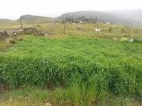 Cebada forrajera variedad Centenario sembrada y cosechada a 4310 msnm