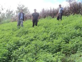 Cultivo de alfalfa- cajamarca