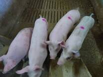 Porcicultura Sostenible