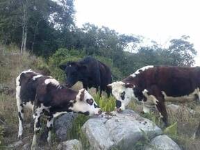 Bonitos Becerros