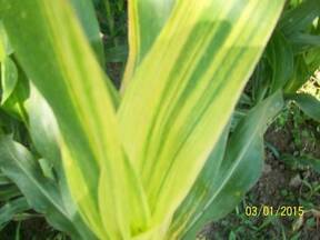 Virus del rayado fino, en cultivo maiz. Var: Dekal