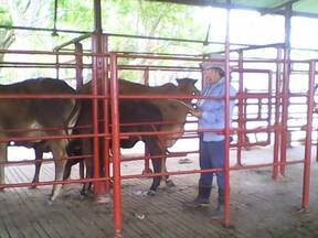 Aplicación de vacuna  contra la garrapata en bovinos