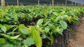 viveros de cacao variedad, trinitario,forastero y el criollo