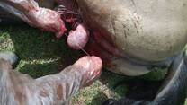 Hemostacia