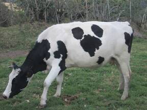 Novilla Holstein. Yacuanquer-Nariño, Colombia