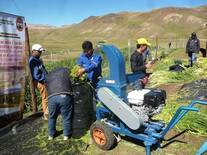 Capacitación en la preparación de ensilados en productores alpaqueros