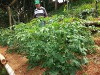 TOMATE SEMBRAD CON NPK BARBARY PLANTE G2