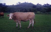 Producción carne bovino. Morelos