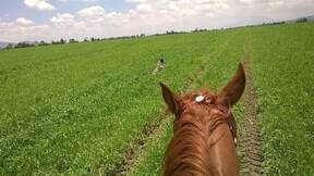 Cabalgando sobre triticale