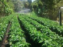 Almacigo o vivero de café Catuai