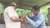 Manejo de cerdos de pequeños productores en Rio Indio