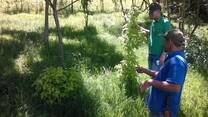Evaluacion del rebrote de Sambucus nigra "Sauco" asociado con Alnus acuminata en praderas de Kikuyo. UNAD CEAD MEDELLIN