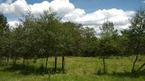 Ganaderia Sostenible con SSP de FBN Alnus acuminata finca las Golondrinas. UNAD CEAD MEDELLIN