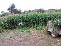 cultivo de maiz