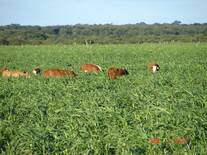 Sorgo Forrajero