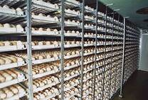 incubación de huevos fertiles de gallinas de toda raza y pavos