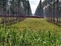 primer corte de raleio produccion de 70m3 por hectare