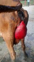 Prolapso uterino en vaca lechera
