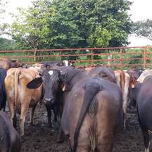 Vacas de ordeño y vacas secas, listas para evaluación