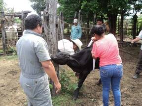 PESADO DE BECERROS AL DESTETE