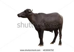 bufalos