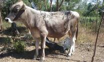Disponible de inseminación