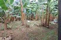 Finca orgánica Carmita Products