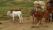 Productos de cruzas vacas mestizas x Gyr lechero