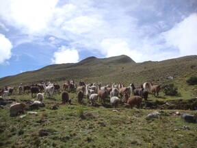 LLamas en Campo de pastoreo