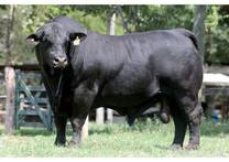 Brangus Argentino
