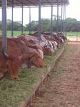 Lote de vacas mestizas Gyr