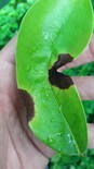 Antracnosis sp. en guanabana