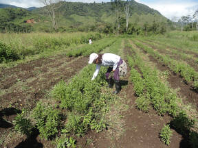 CULTIVANDO SALUD