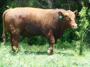 Torete Aberdeen Angus (rojo) - Caymeño