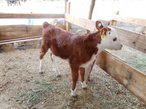 Ternero Hereford