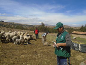 asistencia técnica en ovinos