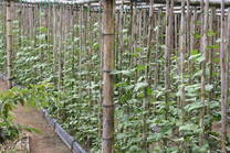 cultivo de habichuelas sobre sustrato de carbonilla