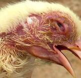 Blefaroconjuntivitis en pollos
