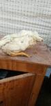 Pollos de engorde tuercen la cabeza y mueren