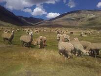 Ganadería Fundo Condorwasi Accocunca-Ocongate-Cusco
