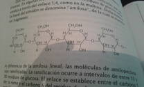 Amilooectina