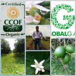 Protocolo de Globalgap y CCOF organico en cultivo de Limon Persa